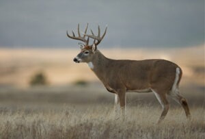 Trophy,class,white,tailed,buck,deer,in,midwest,farm,country