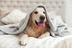 Happy,smiling,young,golden,retriever,dog,under,light,gray,plaid