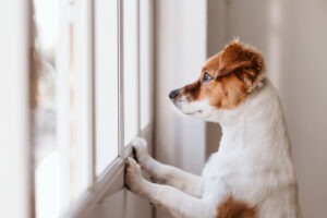 Cute,small,dog,standing,on,two,legs,and,looking,away